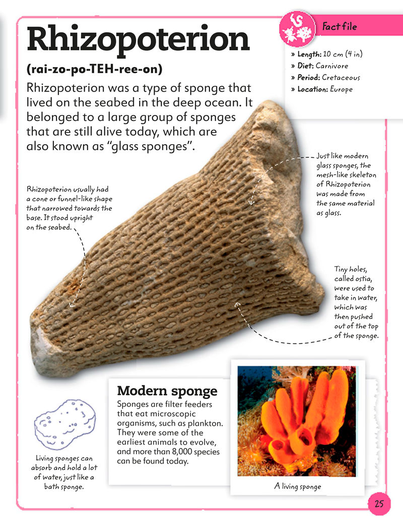 [画集]My Book of Fossils: A Fact-filled Guide to Prehistoric Life[98P]