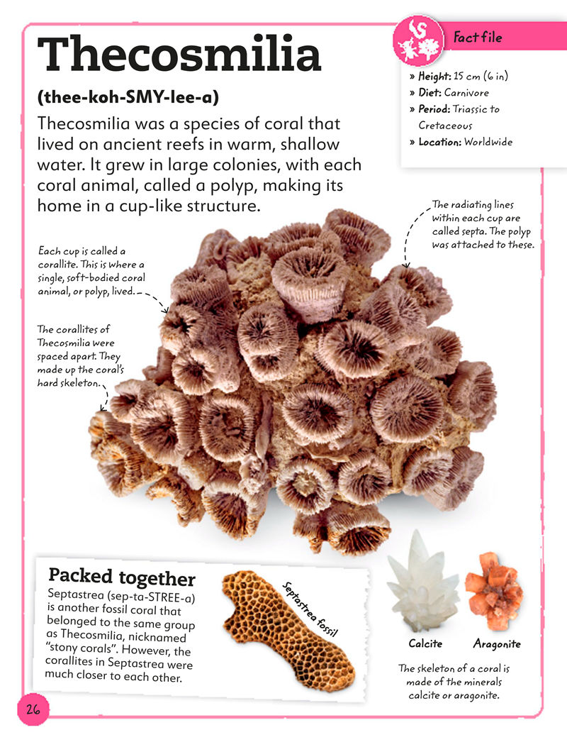 [画集]My Book of Fossils: A Fact-filled Guide to Prehistoric Life[98P]