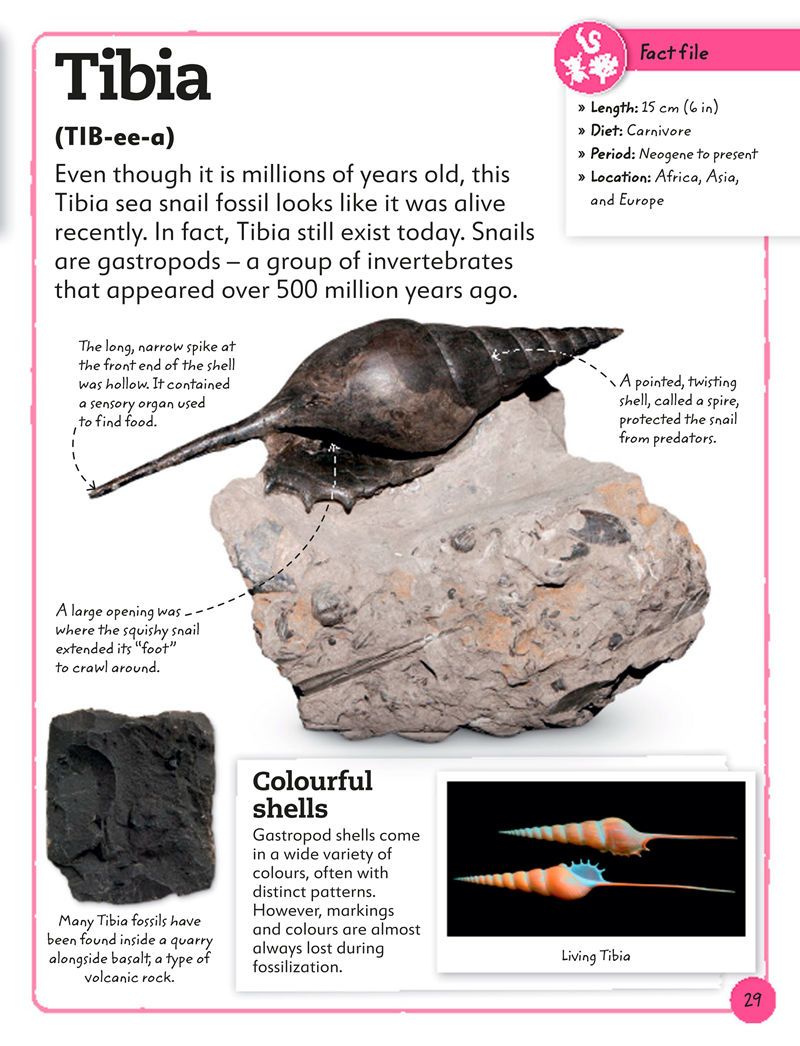 [画集]My Book of Fossils: A Fact-filled Guide to Prehistoric Life[98P]