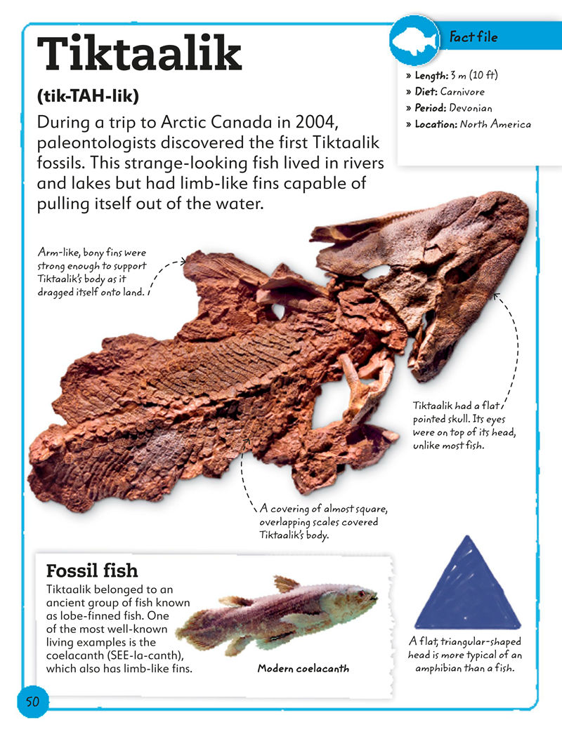 [画集]My Book of Fossils: A Fact-filled Guide to Prehistoric Life[98P]