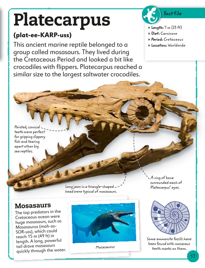 [画集]My Book of Fossils: A Fact-filled Guide to Prehistoric Life[98P]
