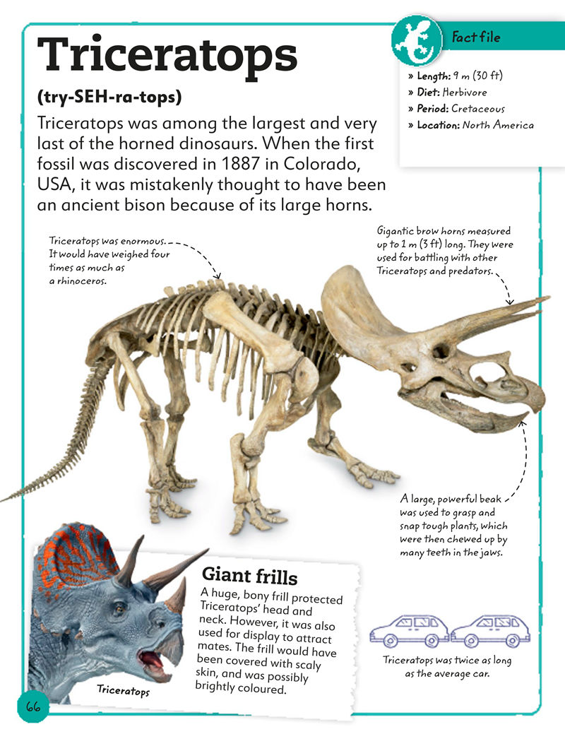 [画集]My Book of Fossils: A Fact-filled Guide to Prehistoric Life[98P]