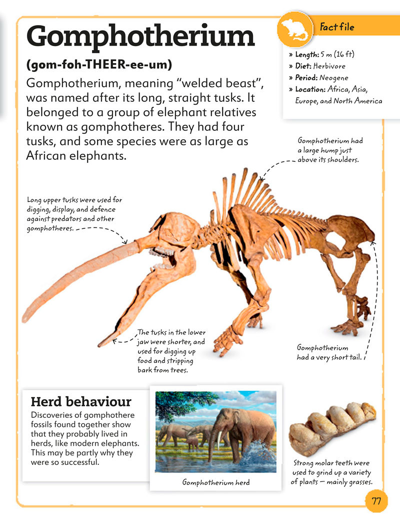 [画集]My Book of Fossils: A Fact-filled Guide to Prehistoric Life[98P]