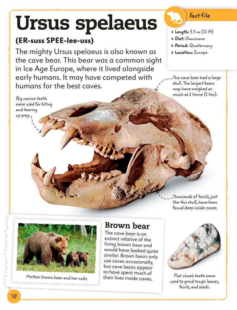 [画集]My Book of Fossils: A Fact-filled Guide to Prehistoric Life[98P]