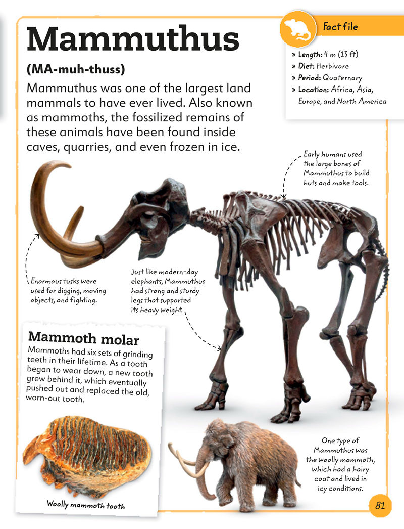 [画集]My Book of Fossils: A Fact-filled Guide to Prehistoric Life[98P]