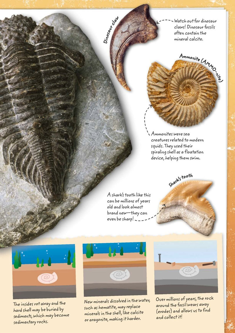 [画集]My Book of Rocks and Minerals[97P]