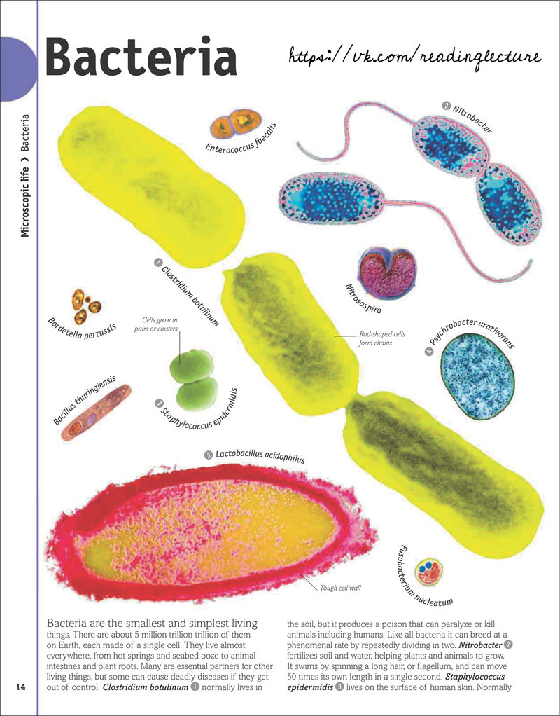 [画集]The Animal Book A Visual Encyclopedia of Life on Earth[306P]