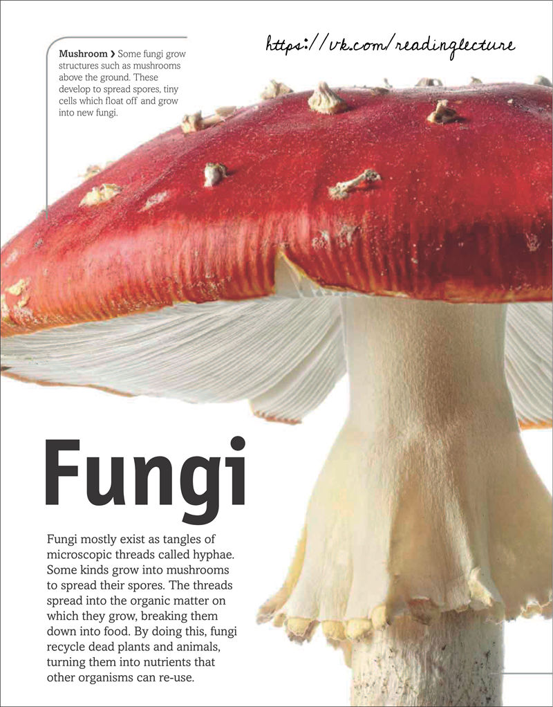 [画集]The Animal Book A Visual Encyclopedia of Life on Earth[306P]