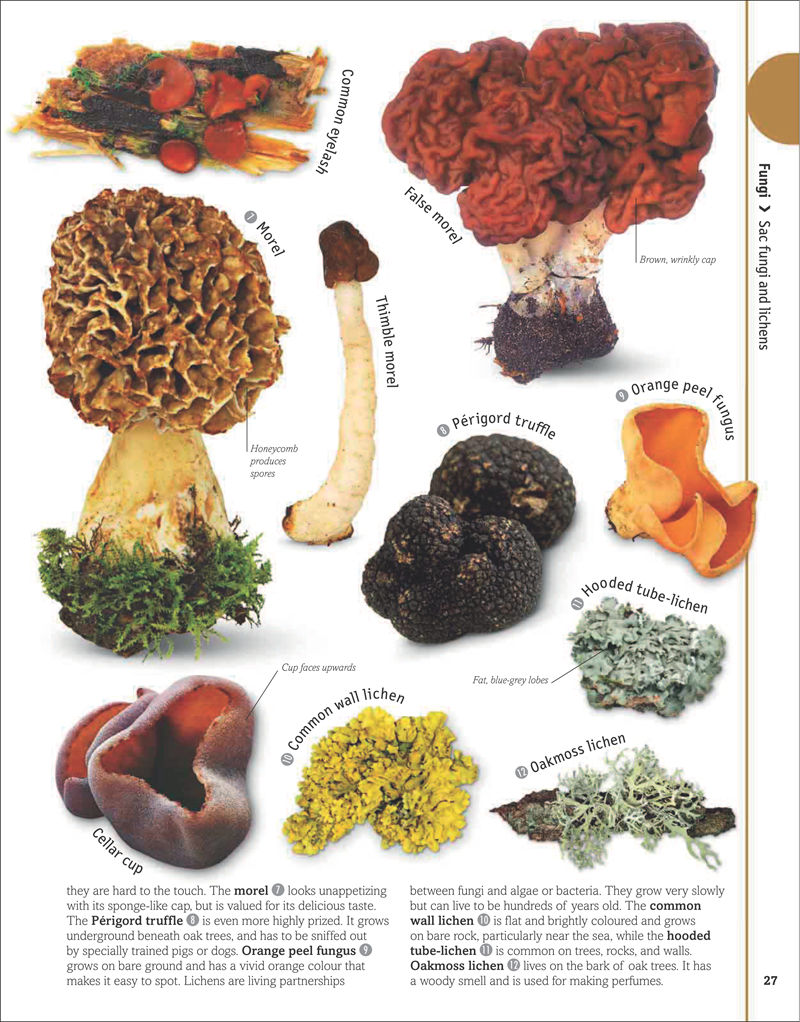 [画集]The Animal Book A Visual Encyclopedia of Life on Earth[306P]