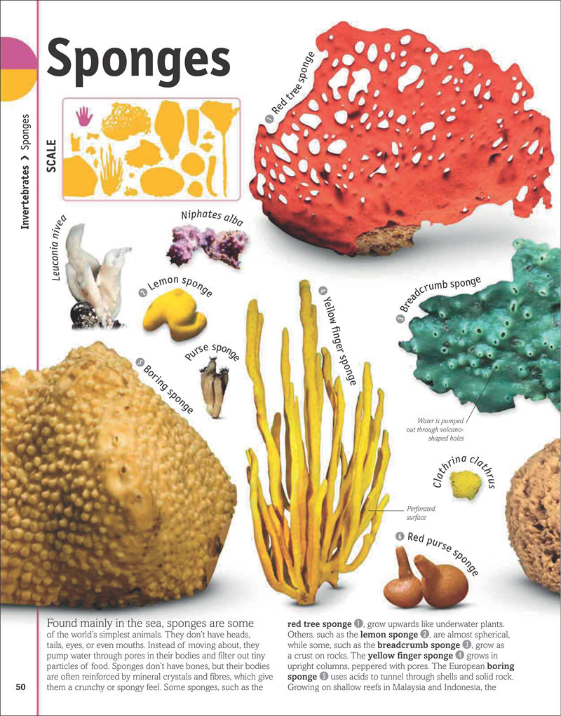 [画集]The Animal Book A Visual Encyclopedia of Life on Earth[306P]