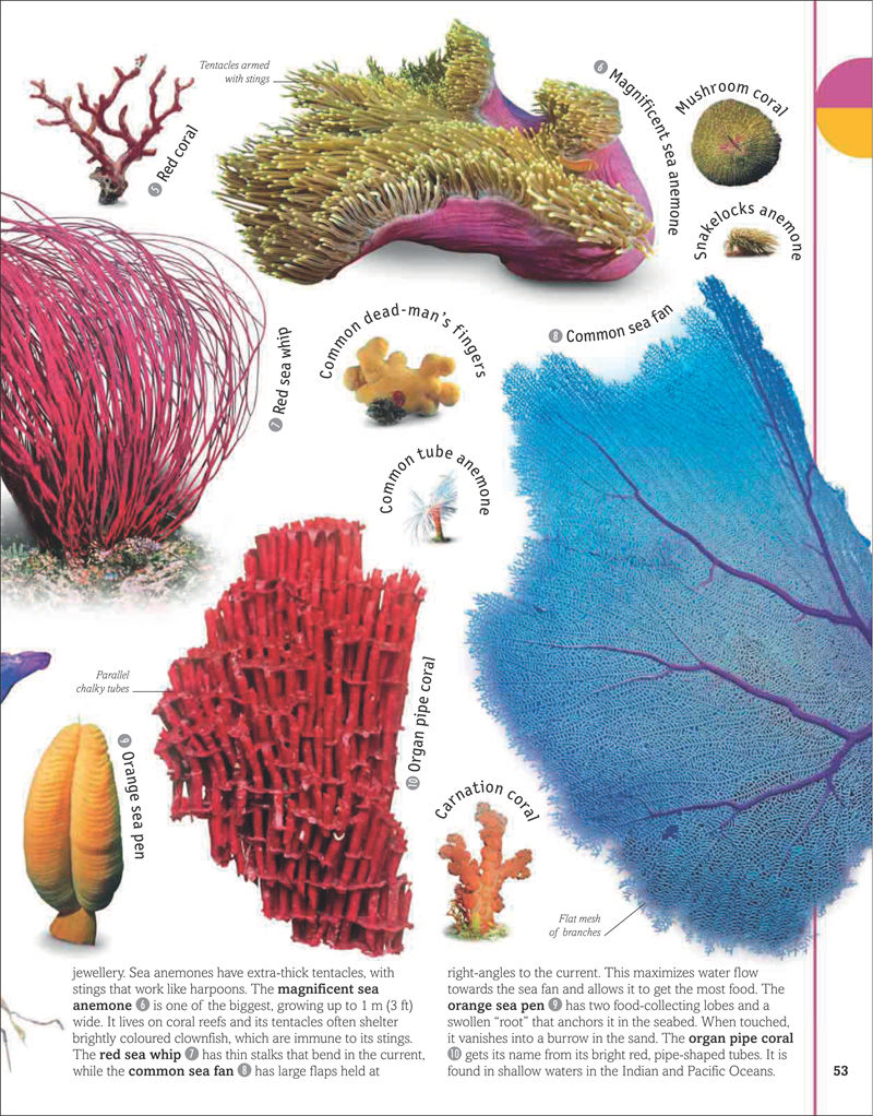[画集]The Animal Book A Visual Encyclopedia of Life on Earth[306P]