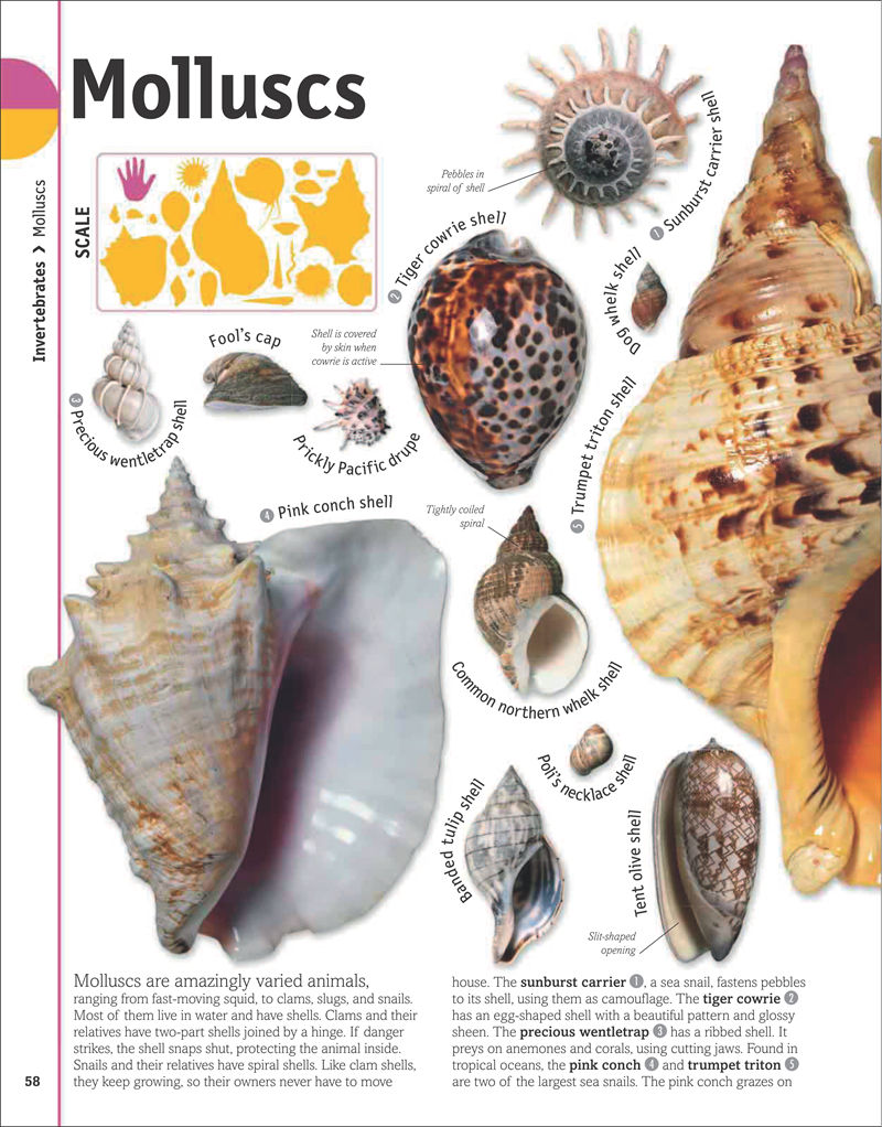 [画集]The Animal Book A Visual Encyclopedia of Life on Earth[306P]