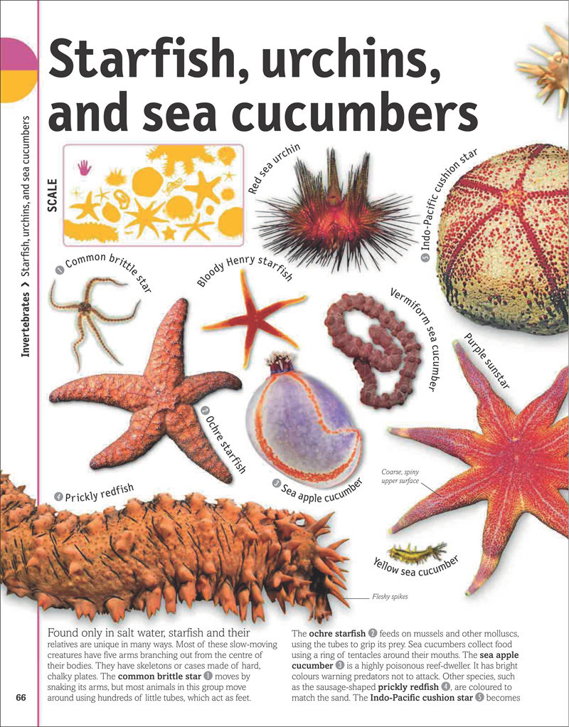 [画集]The Animal Book A Visual Encyclopedia of Life on Earth[306P]