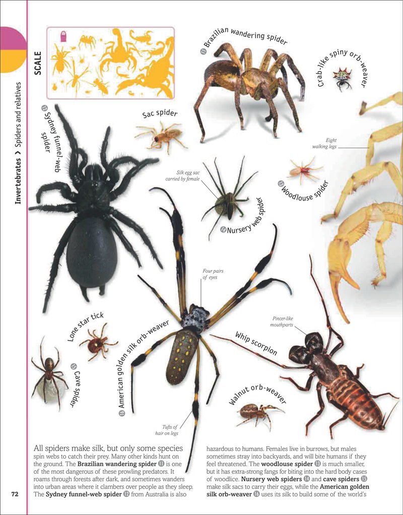 [画集]The Animal Book A Visual Encyclopedia of Life on Earth[306P]