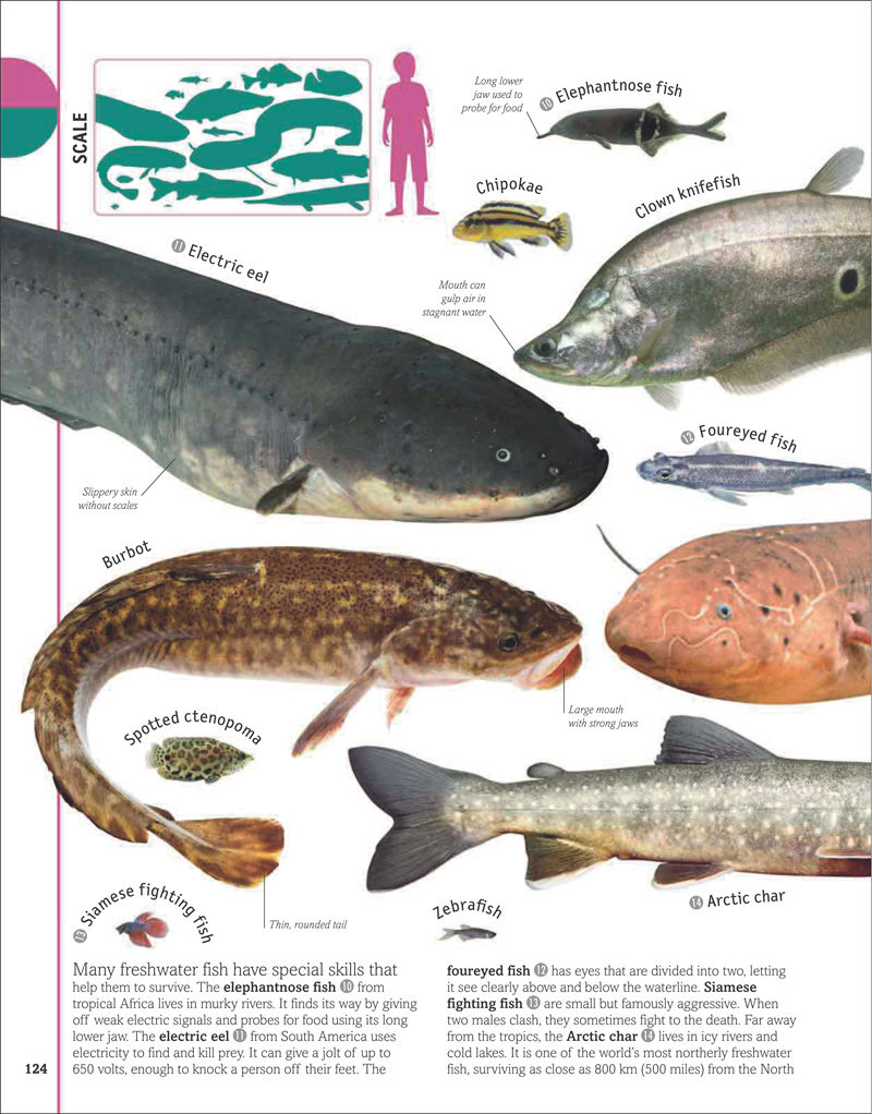 [画集]The Animal Book A Visual Encyclopedia of Life on Earth[306P]