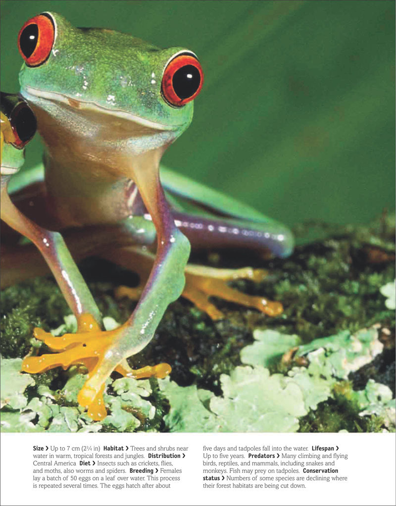 [画集]The Animal Book A Visual Encyclopedia of Life on Earth[306P]