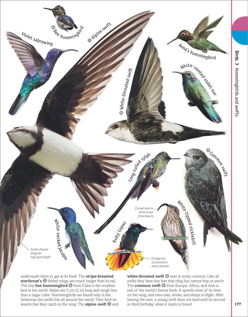 [画集]The Animal Book A Visual Encyclopedia of Life on Earth[306P]