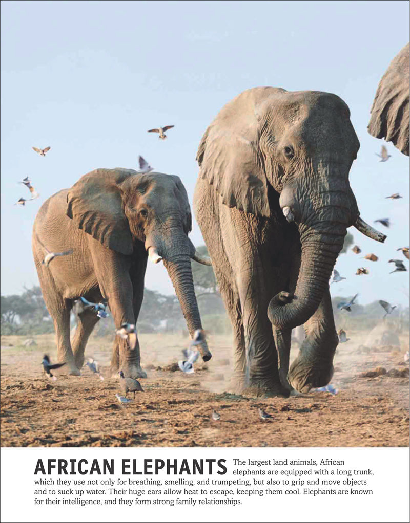 [画集]The Animal Book A Visual Encyclopedia of Life on Earth[306P]