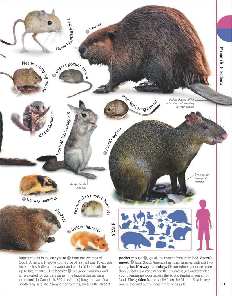 [画集]The Animal Book A Visual Encyclopedia of Life on Earth[306P]