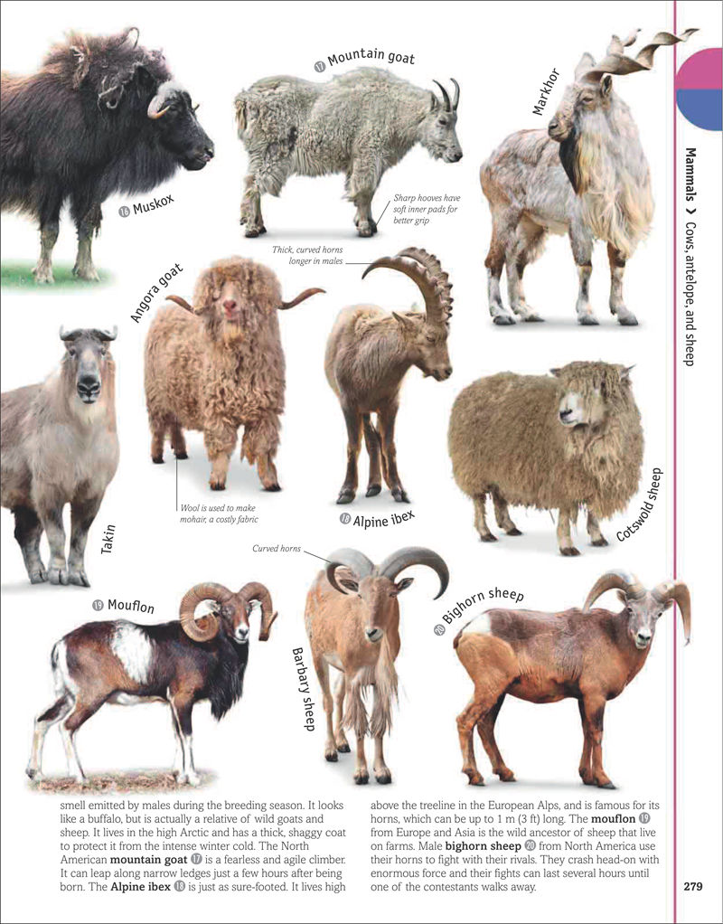[画集]The Animal Book A Visual Encyclopedia of Life on Earth[306P]