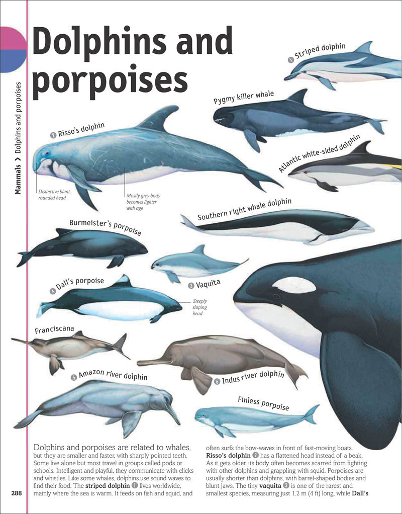 [画集]The Animal Book A Visual Encyclopedia of Life on Earth[306P]