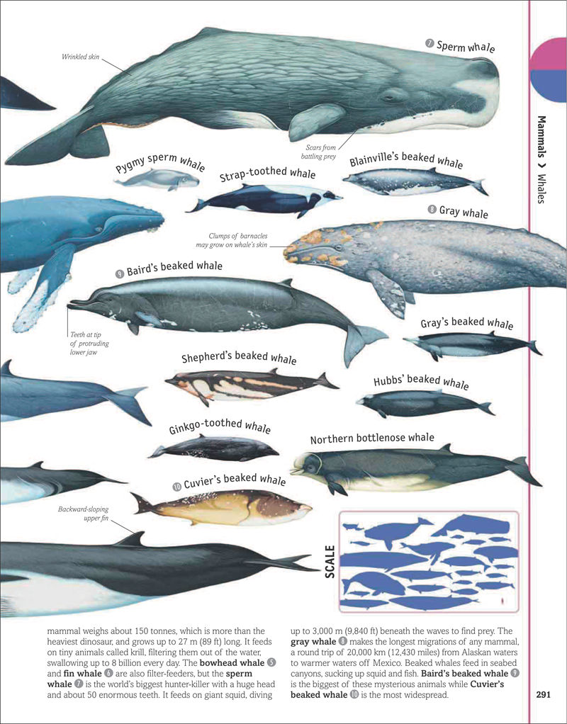 [画集]The Animal Book A Visual Encyclopedia of Life on Earth[306P]