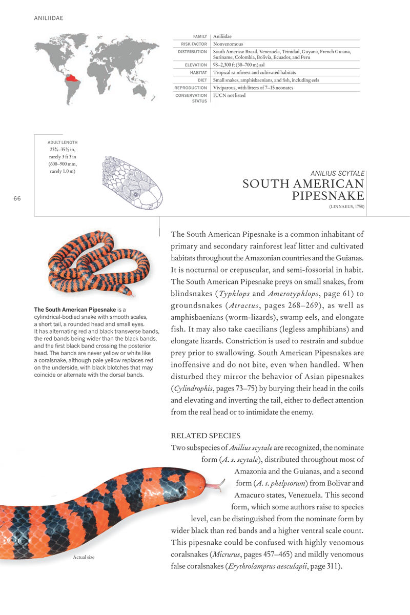 [画集]The Book of Snakes: A Life-Size Guide to Six Hundred Species from Around the World[657P]