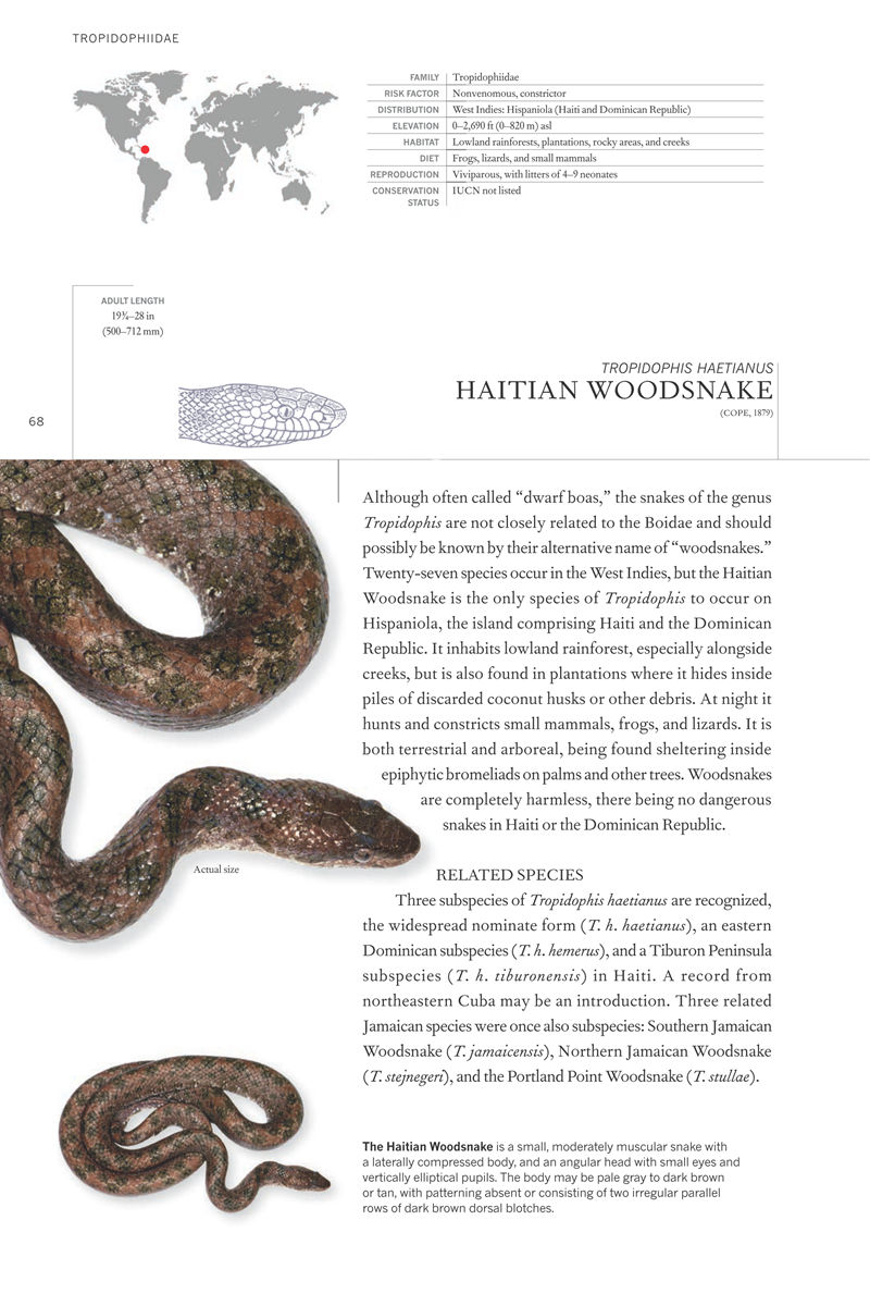 [画集]The Book of Snakes: A Life-Size Guide to Six Hundred Species from Around the World[657P]