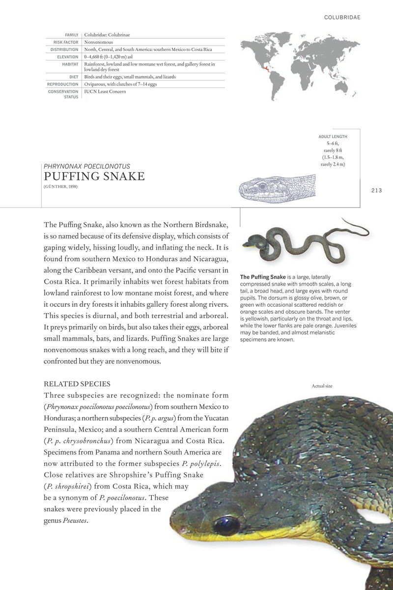 [画集]The Book of Snakes: A Life-Size Guide to Six Hundred Species from Around the World[657P]