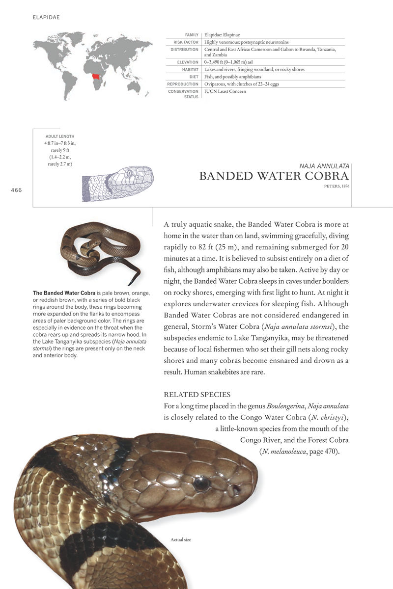 [画集]The Book of Snakes: A Life-Size Guide to Six Hundred Species from Around the World[657P]