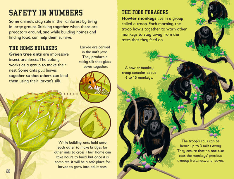 [画集]The Rainforest Book[50P]