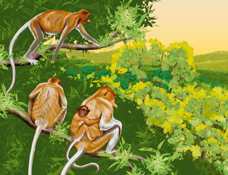 [画集]The Rainforest Book[50P]